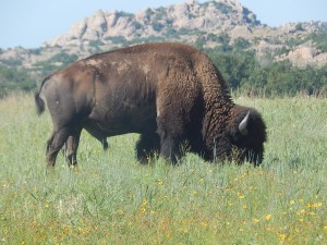 Buffalo2