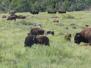 BuffaloGrazing