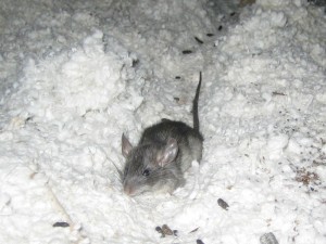 Mouse in insulation of a home