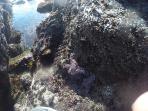 tidepool2